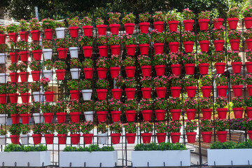 Pots of flowers in Santo Domingo Square. Murcia, Spain. Europe.
