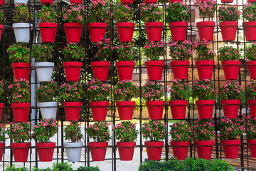 Pots of flowers in Santo Domingo Square. Murcia, Spain. Europe.
