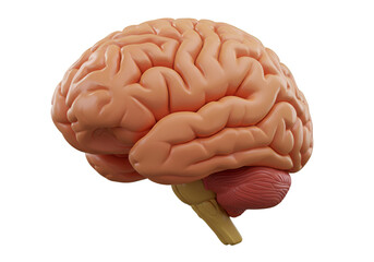 3D Illustration of Human Brain on Transparent Background