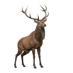 3D Illustration of Red Deer Buck on Transparent Background