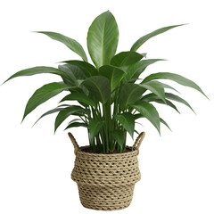 3D Illustration Potted Houseplant in Woven Basket