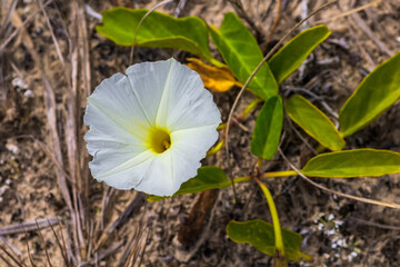 Flor do Jundu IMG_2036