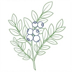 blueberry outline 