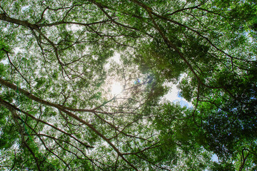 Bottom-up view green mangrove forest canopy. Natural carbon sink fight climate change. Sustainability in carbon-neutral ecosystems.