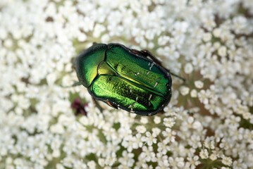 A vibrant green chafer beetle (Cetonia aurata) perched on the fine white flowers of a wild carrot...