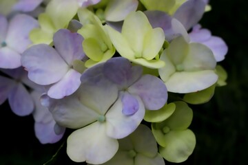Pastel Hydrangea Flower Close-Up with Soft Petals and Subtle Gradient Tones