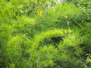 Canebrake Bamboo, Arrow Bamboo A tall grass with many young shoots growing at the nodes or buds. Arundinaria pumila, dark green leaves, dense clumping. Branches grow from nodes, with rhizomes.
