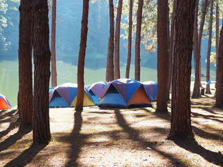 Tourists set up tents to relax under pine trees on edge of Pangong Lake. Pine trees grow in rows...