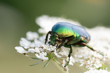 Close-up of a rose chafer beetle (Cetonia aurata) resting on a Daucus carota flower. A vibrant glimpse of insect life in summer.