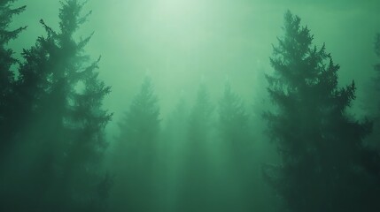 Mystical Fog Rolling Through Evergreen Forest with Sun Rays Streaming Down