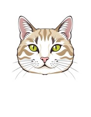 cat on white background