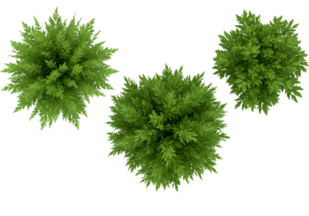 3D Render Top View Green Trees Isolated Illustration