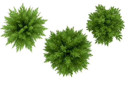 3D Render Top View Green Trees Isolated Illustration