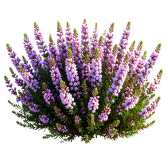 Naklejka premium PNG Bell Heather illustration botanical delicate. 