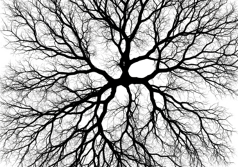 Abstract Illustration of Monochrome Tree Branches on Transparent Background