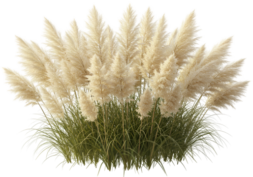 3D Render Isolated Pampas Grass on Transparent Background