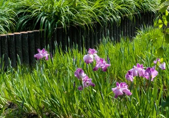 Beautiful iris flowers and fresh greenery blooming in the garden