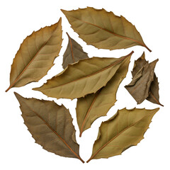 Circular Arrangement of Dry Brown Leaves on Black Background