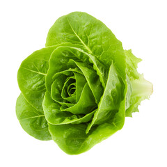 Close-Up of Fresh Green Lettuce Resembling a Rose on Black Background