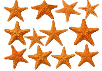Collection of Orange Starfish Isolated on Black Background