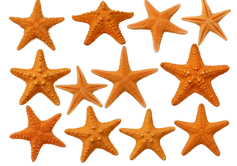 Collection of Orange Starfish Isolated on Black Background