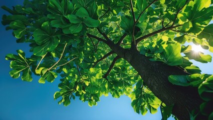 Fototapeta premium A tall tree with lush green leaves viewed from below against a clear blue sky, with sunlight filtering through the foliage.