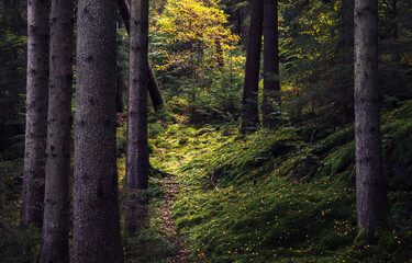 autumn forest in the morning