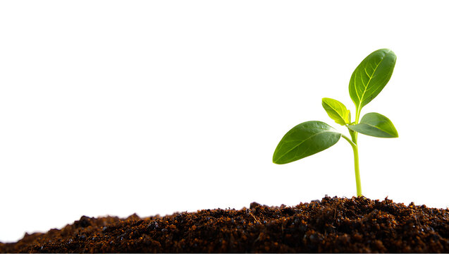Small green plant growing in dark soil against a white background - Powered by Adobe