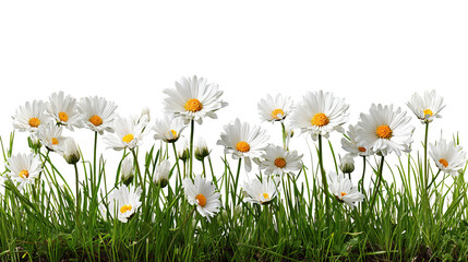 White Daisy Flowers with Green Grass on Transparent Background