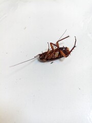 Cockroach lies on its back on a white surface in a home, insect pest control issues