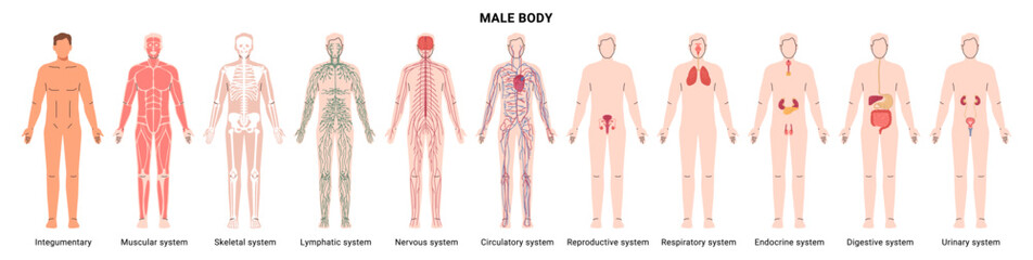 Male body organ systems. Vector integumentary and skeletal, muscular and nervous, endocrine and cardiovascular, lymphatic and immune, respiratory and digestive, urinary and reproductive