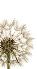 Close-Up Photography of White Flower on Transparent Background