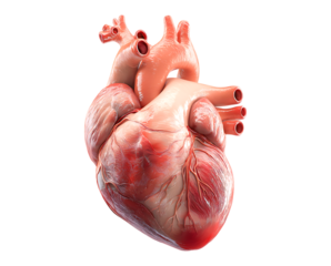 human heart isolated on a transparent background