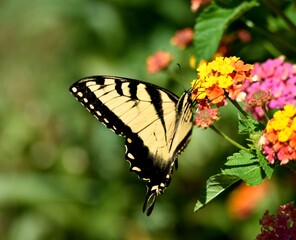 butterfly on flower