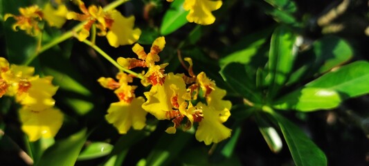 Dendrobium Bigibbum or orchid larat, dendrobium larat isolated on white background, bunga Anggrek or orchid