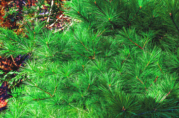 Fresh green pine branches with buds in park in early spring. Selective focus. Blurred background.