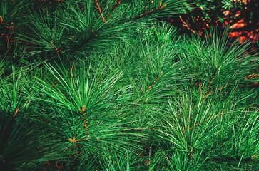 Fragrant green pine shoots illuminated by sun. Design trends, eco-aesthetics of coniferous trees.