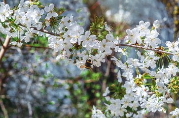 Striped bumblebee on blooming cherry blossom. Photo is symbol of fertility of nature, good harvest.