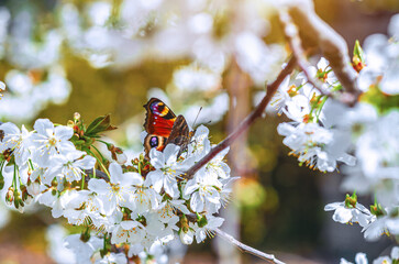 Red and black peacock butterfly sits on delicate white cherry blossoms. Atmosphere of spring garden.
