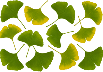 Ginkgo Leaves Isolated on Transparent Background