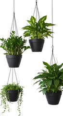 Four Hanging Potted Plants on Transparent Background