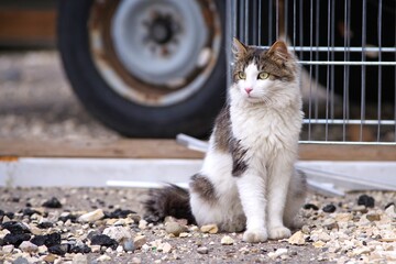 Homeless unfortunate longhair cat sitting at the backyard and looking away. 