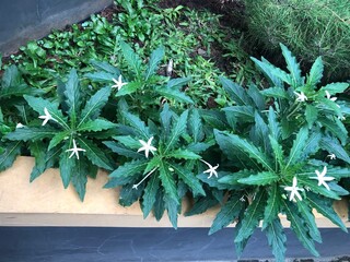 Isotoma axillaris plants with white flowers in a garden setting