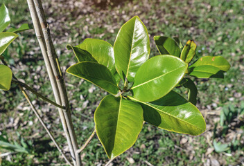 Magnolia with large green leaves in garden in early spring. Growing magnolias, landscaping area.