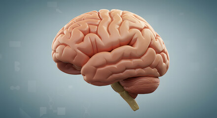 Human Brain 3D Model – Highlighted Brain Areas