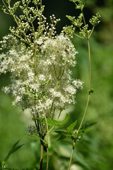 Lovely meadowsweet flowers are blossoming in nature in sunny summer day.