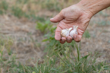 Harvesting garlic in the garden.Freshly harvested garlic.Organic farming concept.
