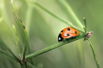 Macro close-up of a ladybug resting on a vibrant purple flower. The image highlights the bright red elytra with black spots, delicate legs, and fine textures.