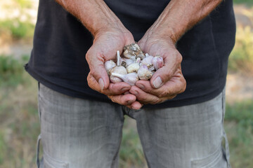 Harvesting garlic in the garden.Freshly harvested garlic.Organic farming concept.