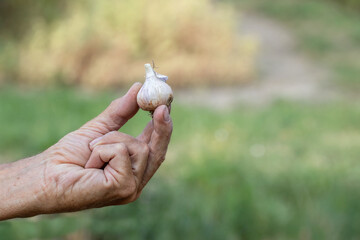 Harvesting garlic in the garden.Freshly harvested garlic.Organic farming concept.